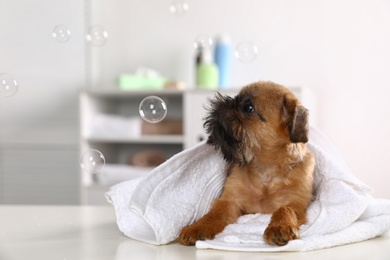 Photo of Studio portrait of funny Brussels Griffon dog with towel in bathroom