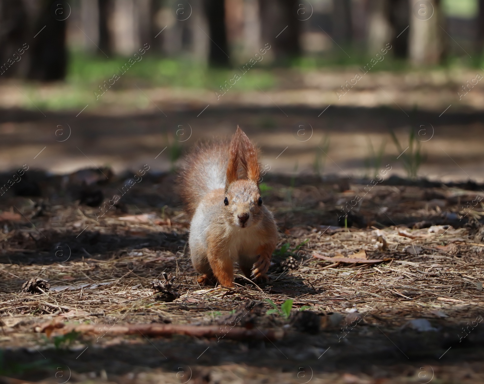 Photo of Cute red squirrel on ground in forest