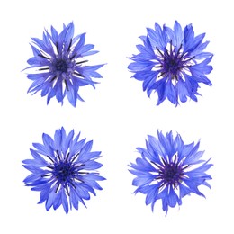 Image of Set with beautiful blue cornflowers on white background 