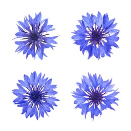 Set with beautiful blue cornflowers on white background 