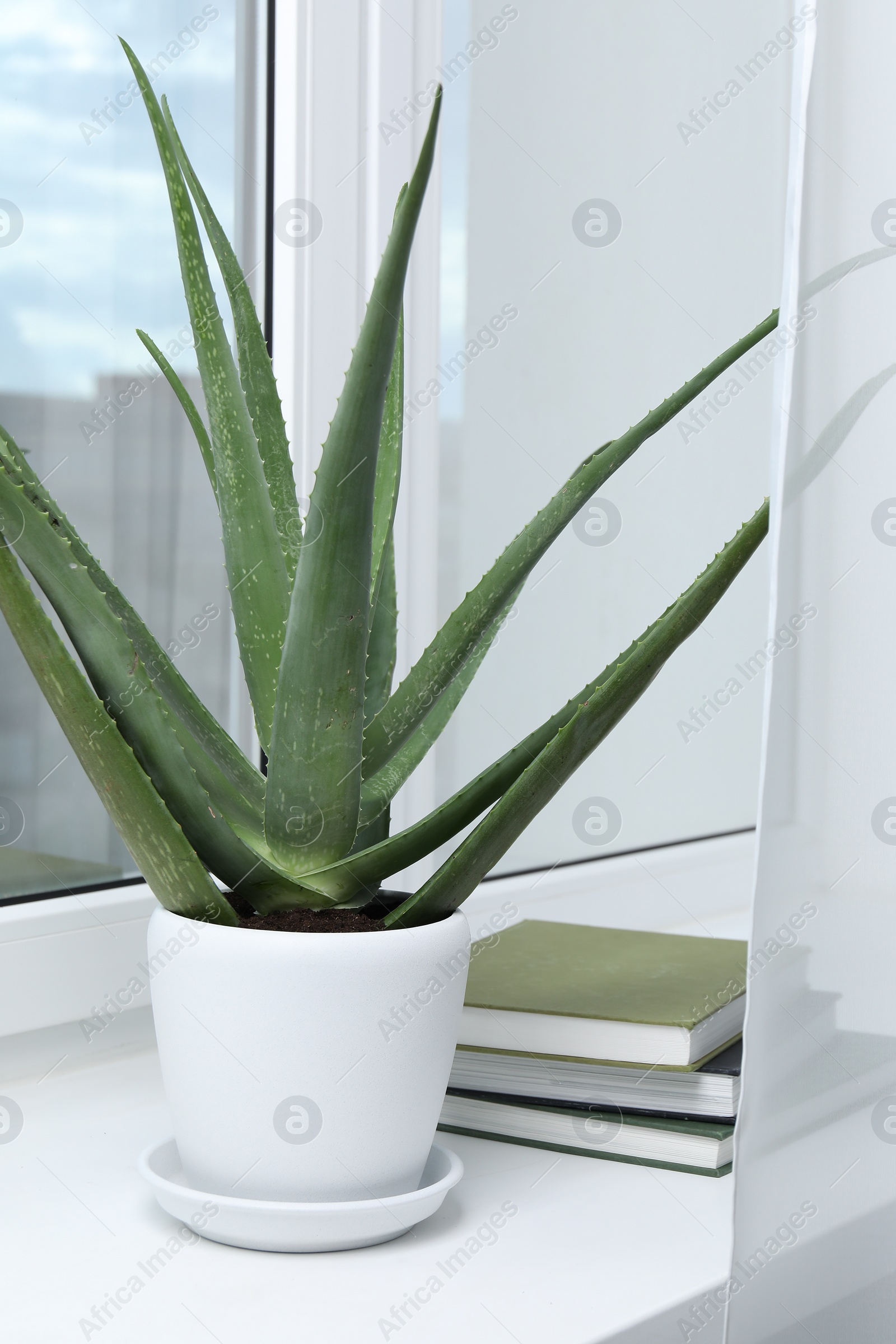 Photo of Green aloe vera in pot and books on windowsill indoors