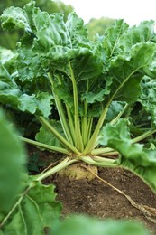Photo of White beet plants with green leaves growing in field, closeup