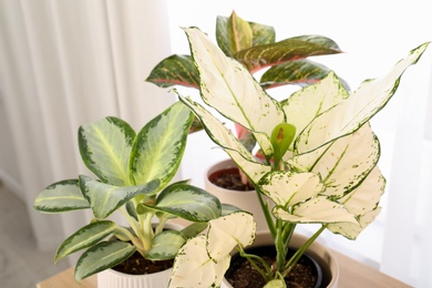 Photo of Exotic houseplant with beautiful leaves indoors, closeup
