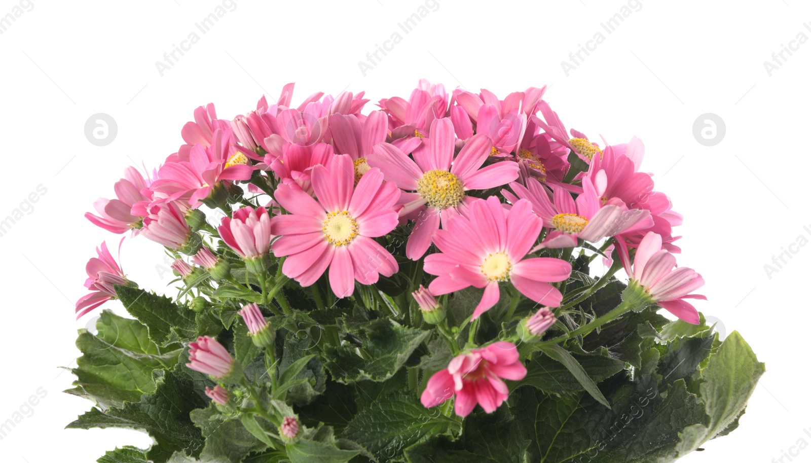Photo of Beautiful pink cineraria flowers on white background