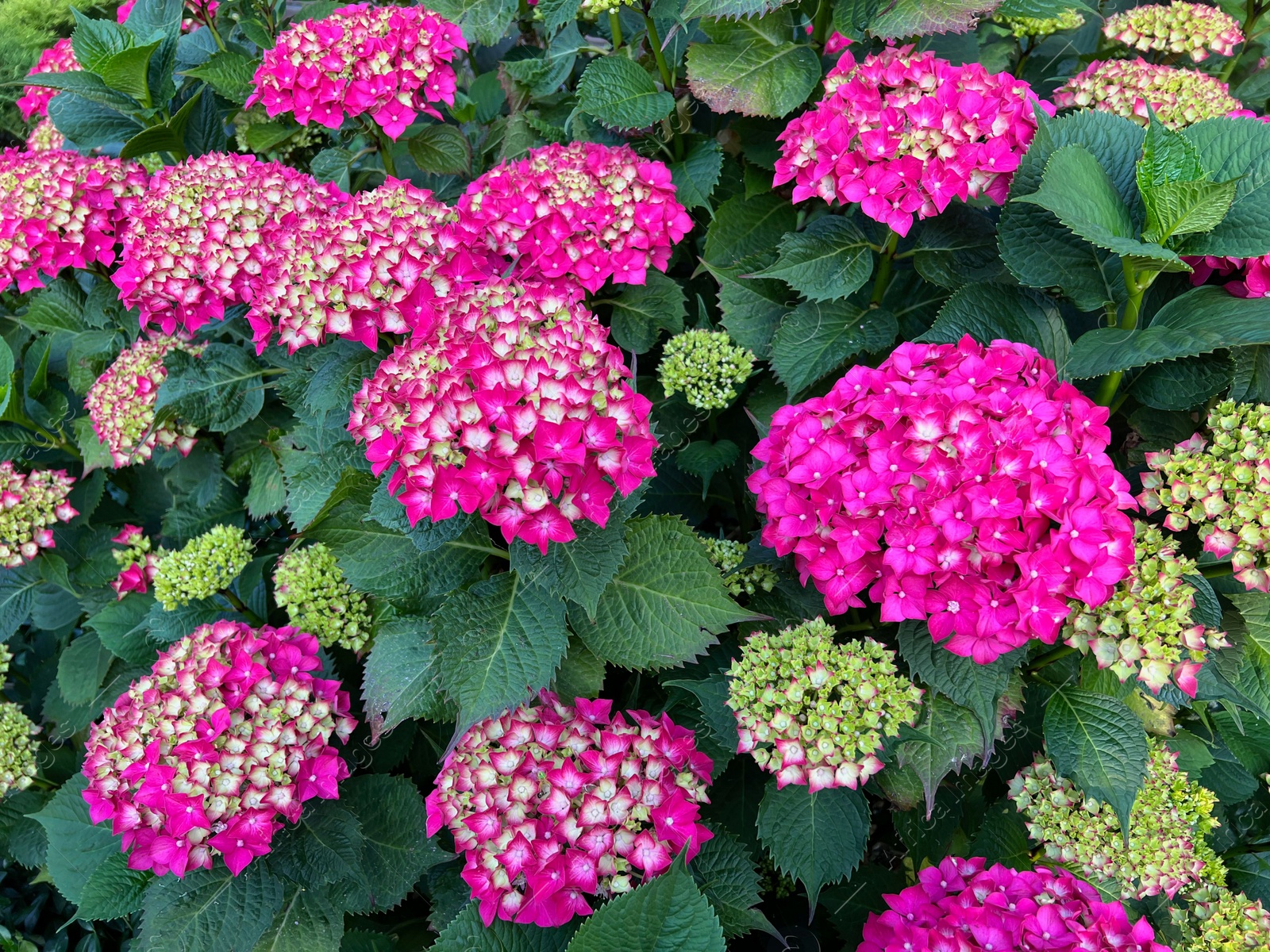 Photo of Hortensia plant with beautiful flowers growing outdoors, closeup