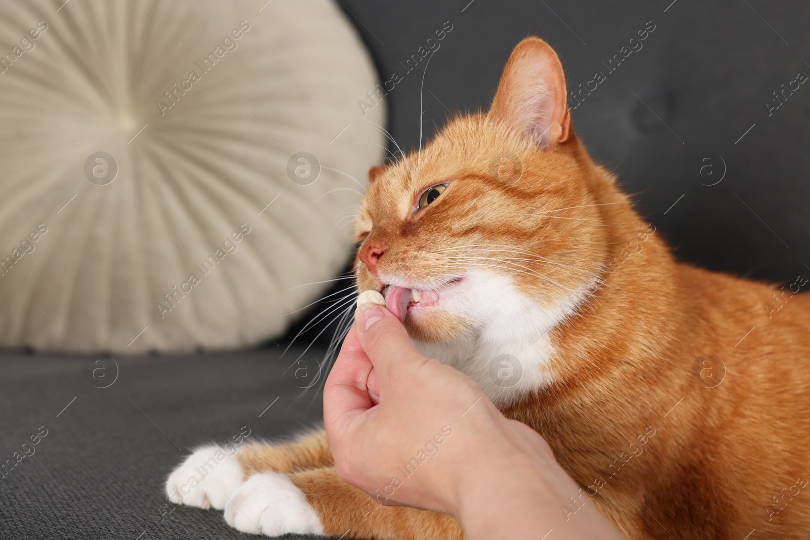 Photo of Woman giving vitamin pill to cute ginger cat on couch indoors, closeup