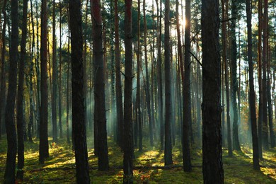 Majestic view of forest with sunbeams shining through trees in morning