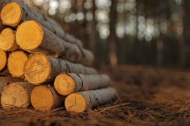 Photo of Stack of cut firewood in forest on sunny day, closeup. Space for text