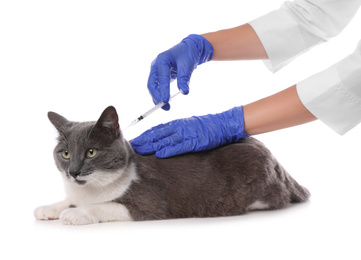 Professional veterinarian vaccinating cute cat on white background, closeup