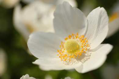 Photo of Beautiful blossoming Japanese anemone flower outdoors on spring day, closeup