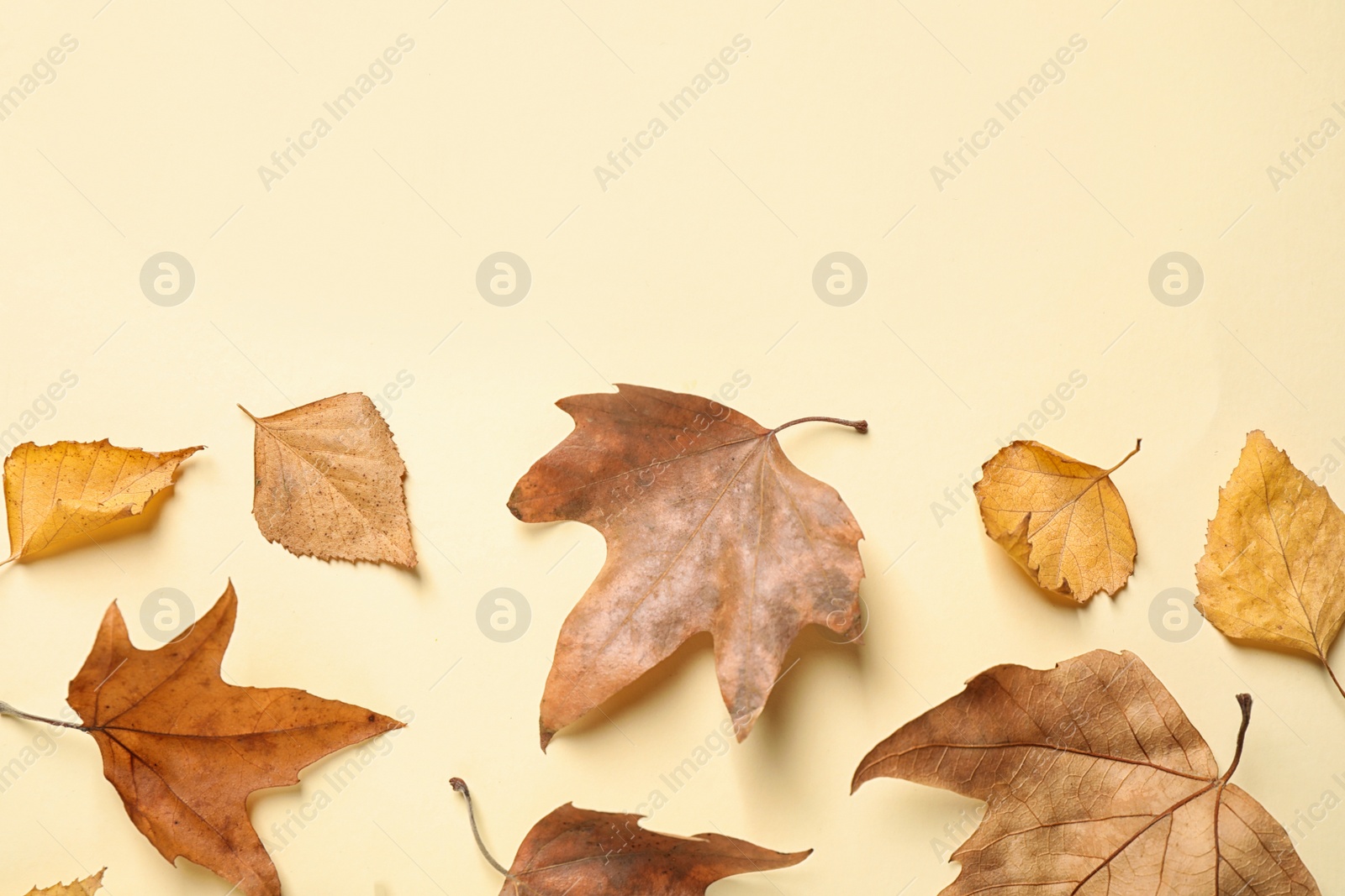 Photo of Flat lay composition with autumn leaves on beige background. Space for text