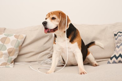 Naughty Beagle dog with damaged electrical wire on sofa indoors