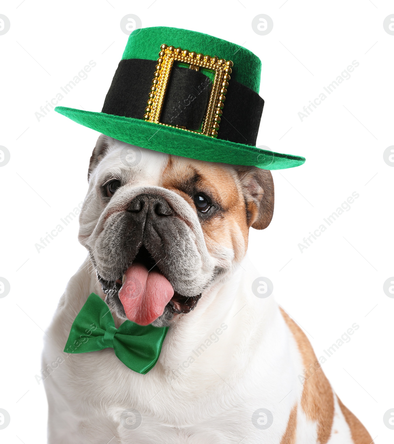 Image of Cute  English bulldog with leprechaun hat and bow tie on white background. St. Patrick's Day