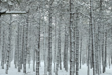 Beautiful view of snowy forest on winter day