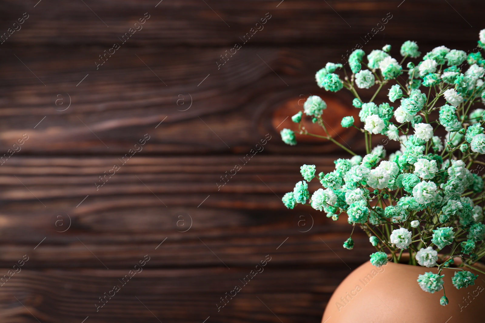 Photo of Beautiful dyed gypsophila flowers in vase near wooden wall. Space for text