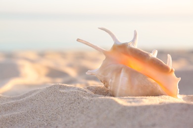 Sandy beach with beautiful shell near sea on sunny summer day. Space for text