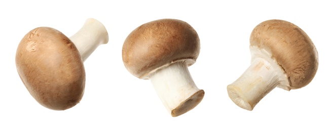Set of fresh champignon mushrooms on white background. Banner design 