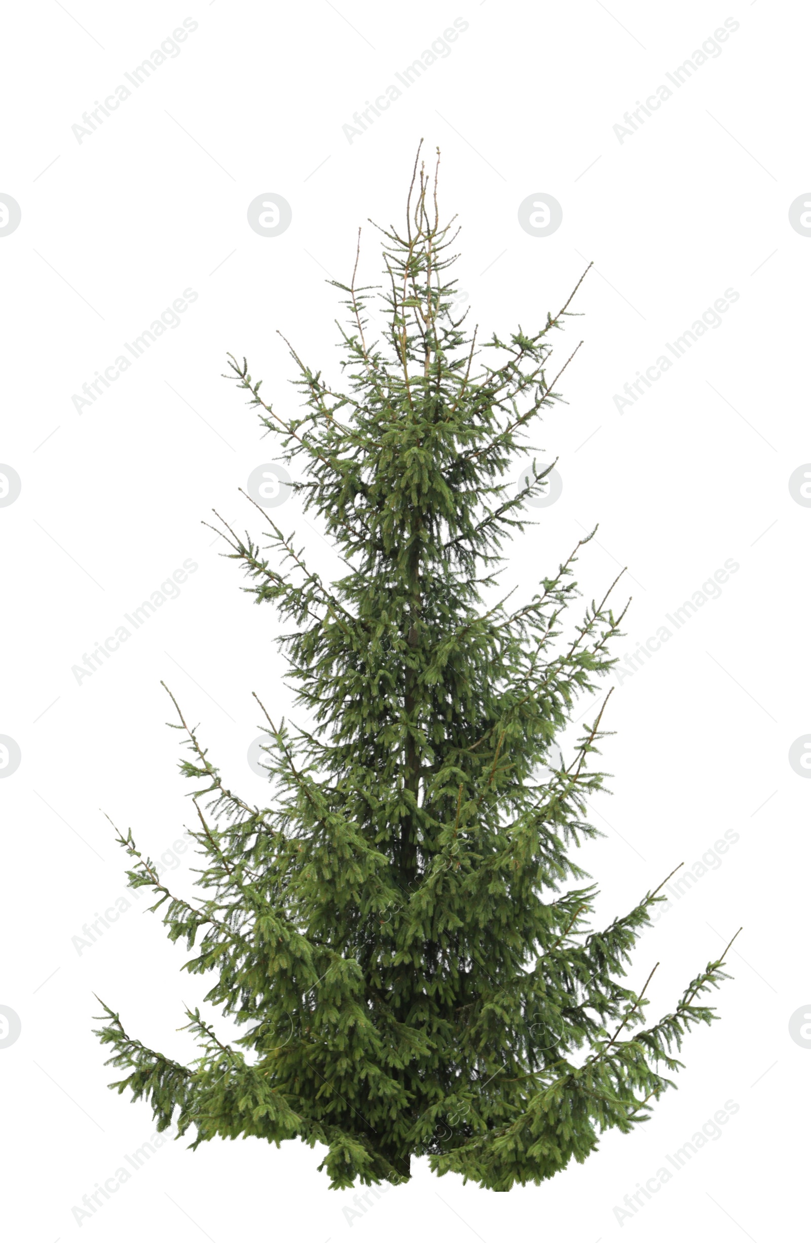 Image of Beautiful fir isolated on white. Christmas tree