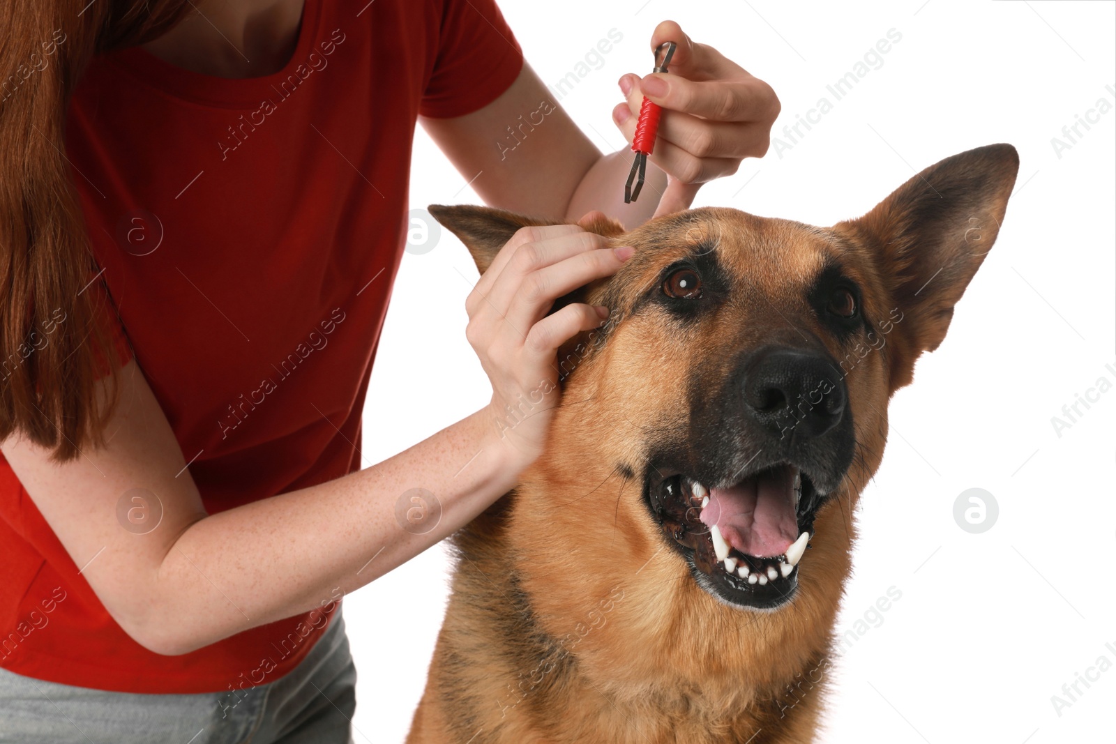 Photo of Woman taking ticks off dog on white background, closeup