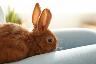 Photo of Young woman with adorable rabbit indoors, closeup. Lovely pet