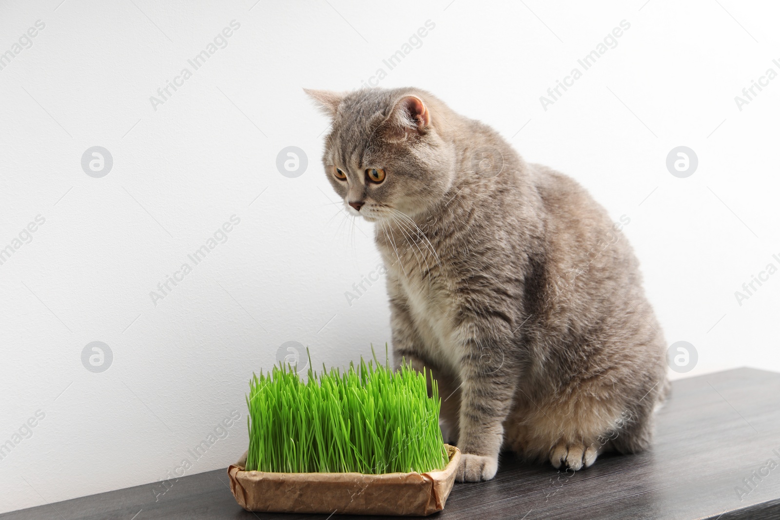 Photo of Cute cat and fresh green grass on wooden desk near white wall indoors