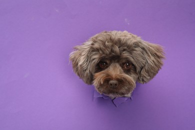 Photo of Cute Maltipoo dog peeking out of hole in violet paper, space for text. Lovely pet