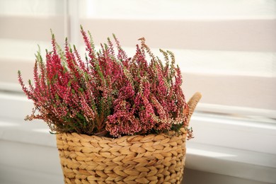 Beautiful heather flowers in wicker basket near windowsill indoors