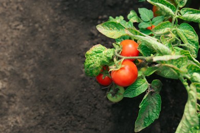 Photo of Green plant with ripe red tomatoes in garden