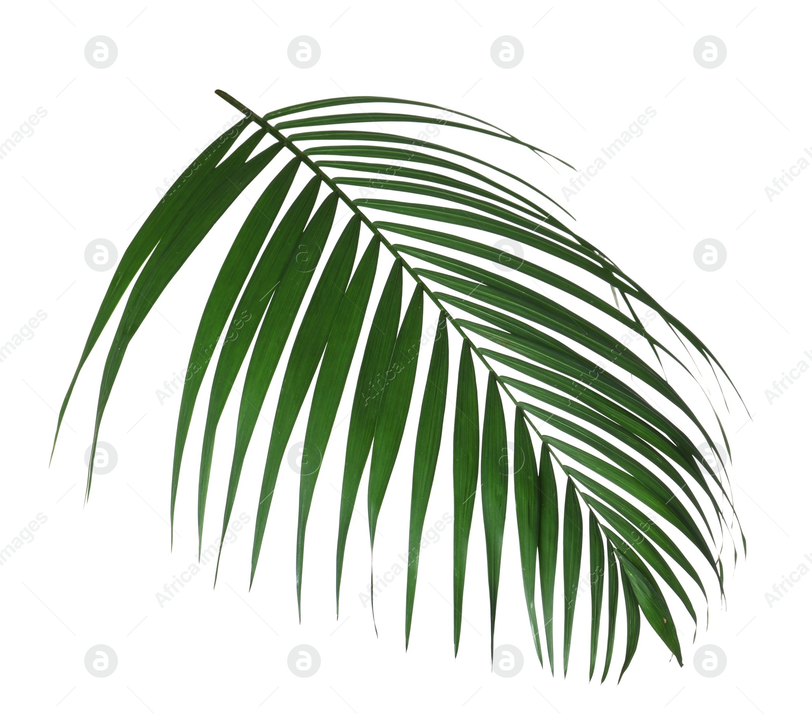 Photo of Beautiful lush tropical leaf isolated on white