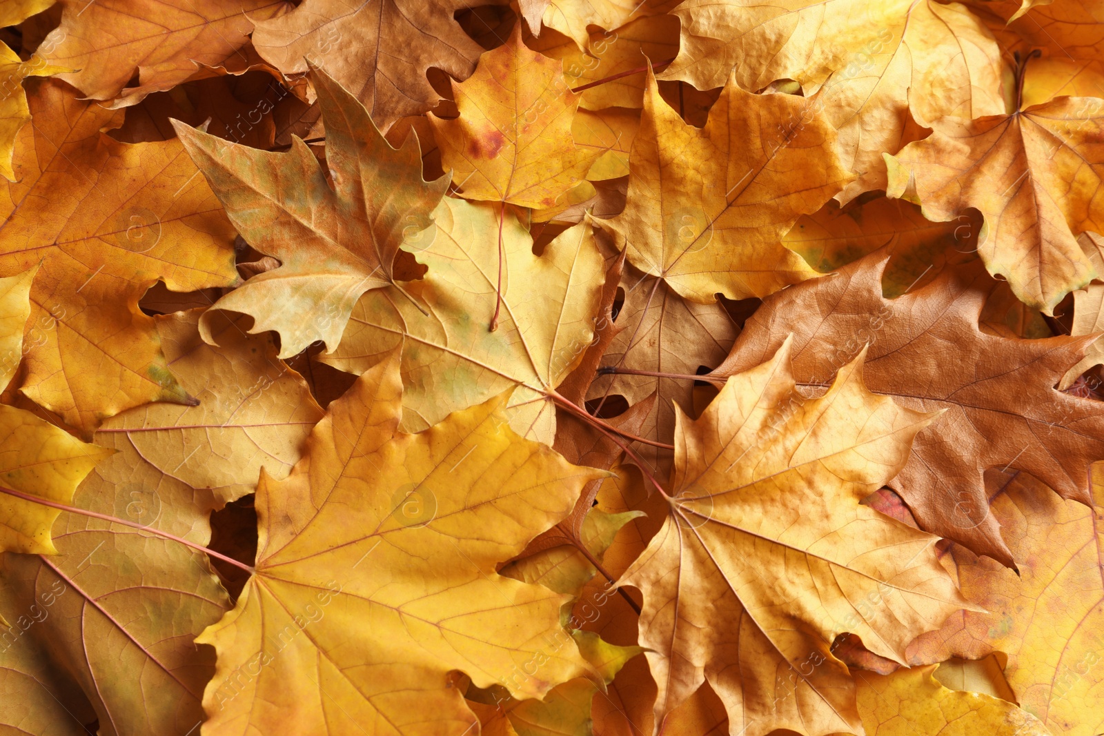 Photo of Many autumn leaves as background, top view