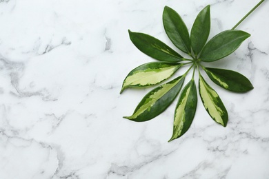 Photo of Leaf of tropical schefflera plant on marble background, top view with space for text