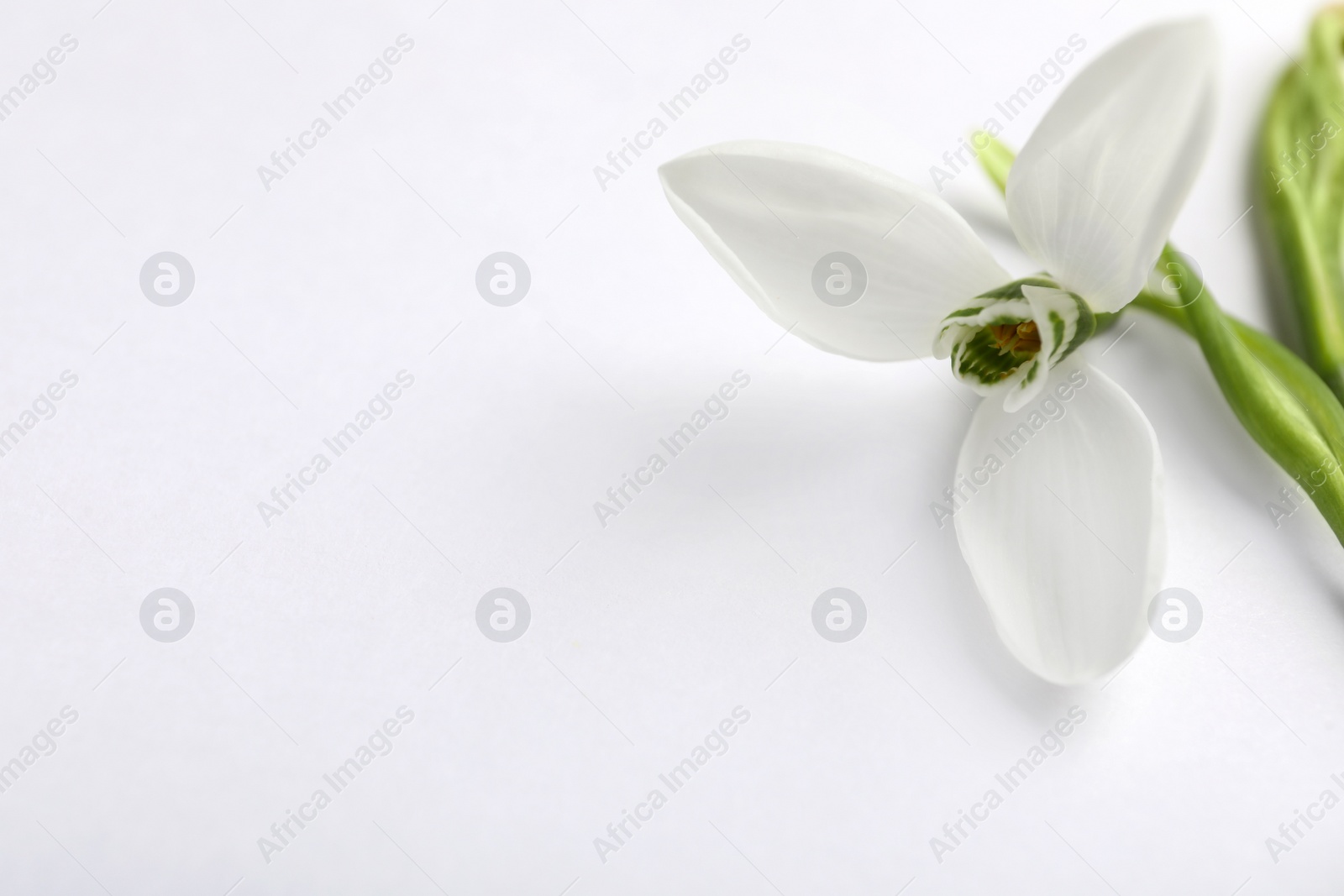 Photo of Beautiful snowdrop on light background, closeup. Space for text