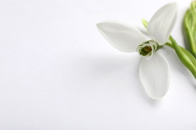 Beautiful snowdrop on light background, closeup. Space for text