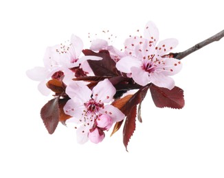 Spring tree branch with beautiful blossoms isolated on white