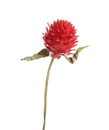 Beautiful red gomphrena flower isolated on white