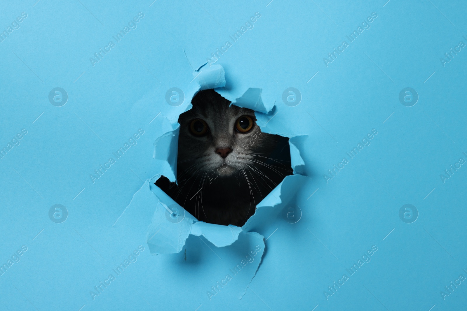 Photo of Cute grey cat peeking out hole in light blue paper