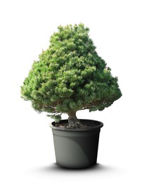 Image of Beautiful bonsai tree in pot isolated on white 