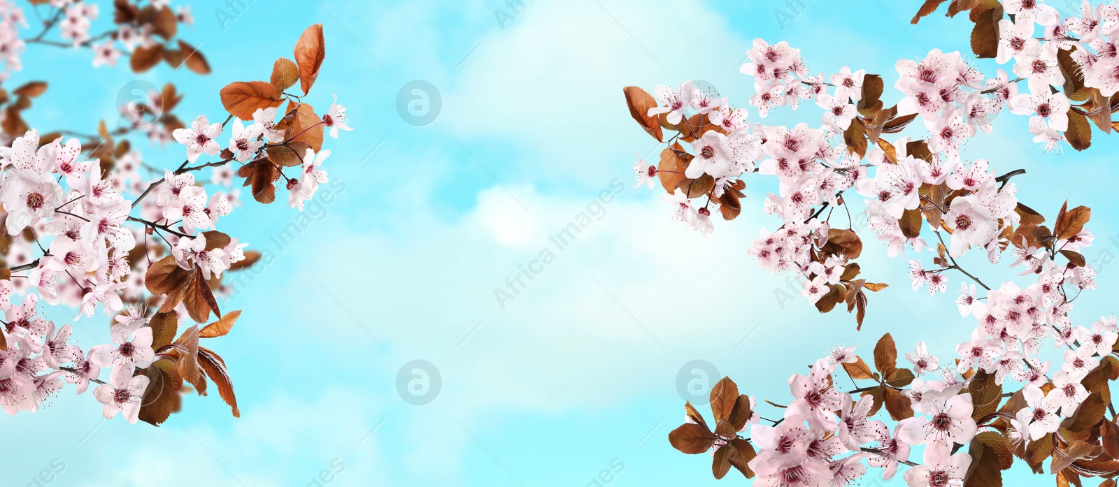 Image of Amazing spring blossom. Tree branches with beautiful flowers outdoors on sunny day, banner design 