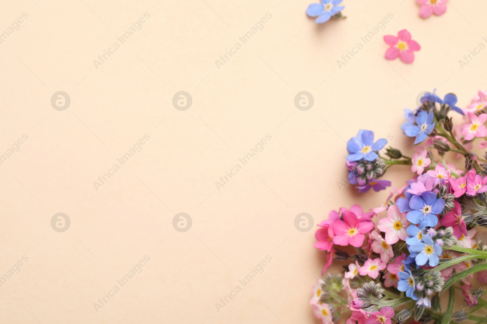 Photo of Beautiful Forget-me-not flowers on beige background, flat lay. Space for text