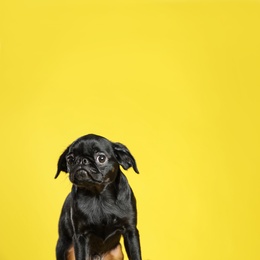 Photo of Adorable black Petit Brabancon dog on yellow background, space for text