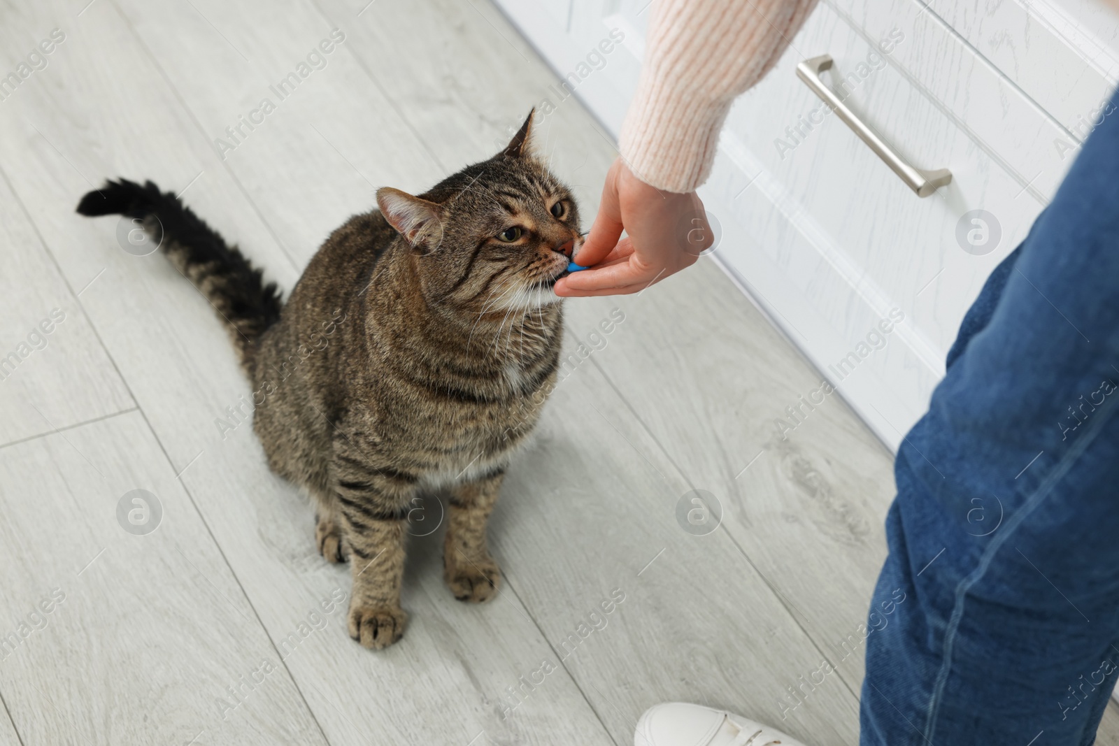 Photo of Woman giving pill to cute cat at home, closeup. Vitamins for animal