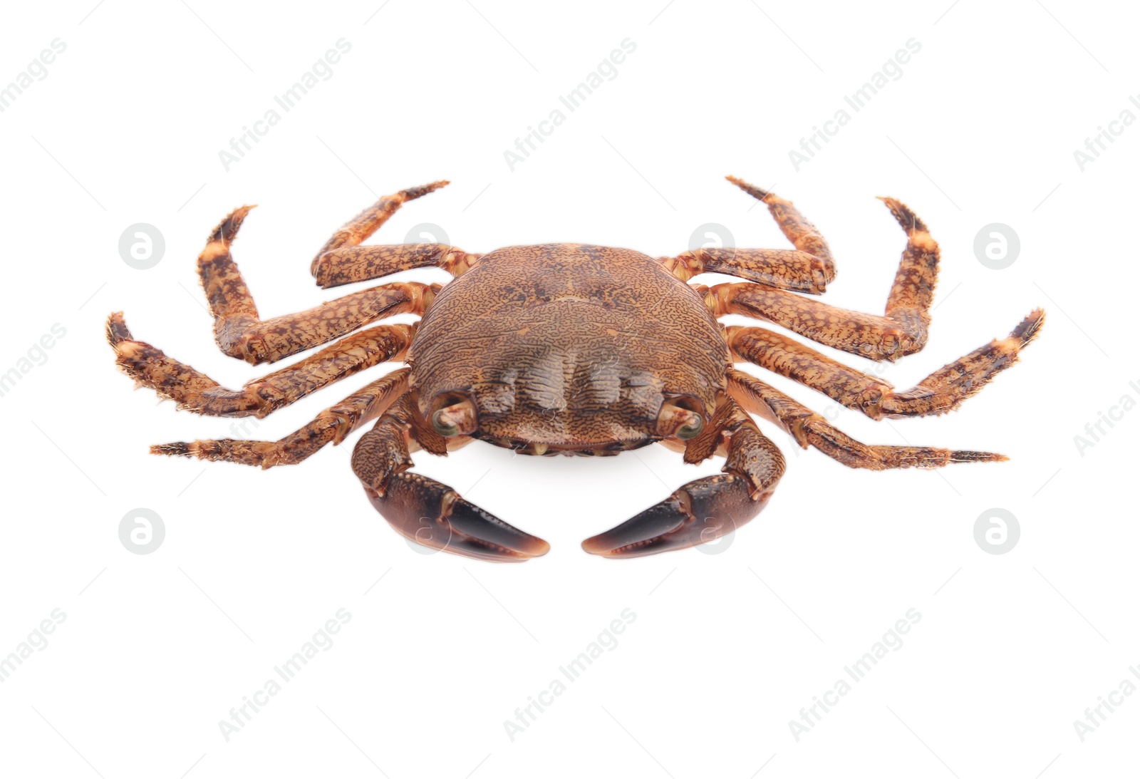 Photo of One fresh raw crab isolated on white