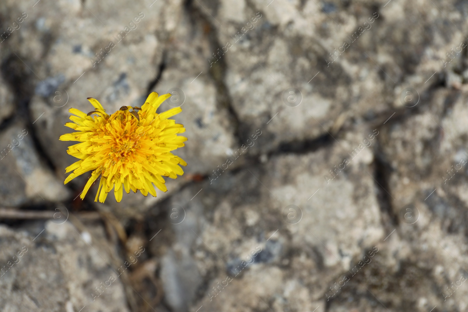 Photo of Top view of beautiful flower growing in dry soil, space for text. Hope concept