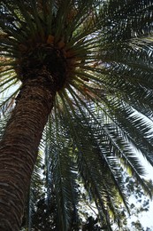 Photo of Beautiful palm tree with green leaves outdoors, low angle view