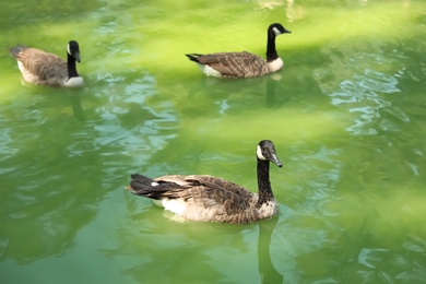 Beautiful geese swimming in pond on sunny day