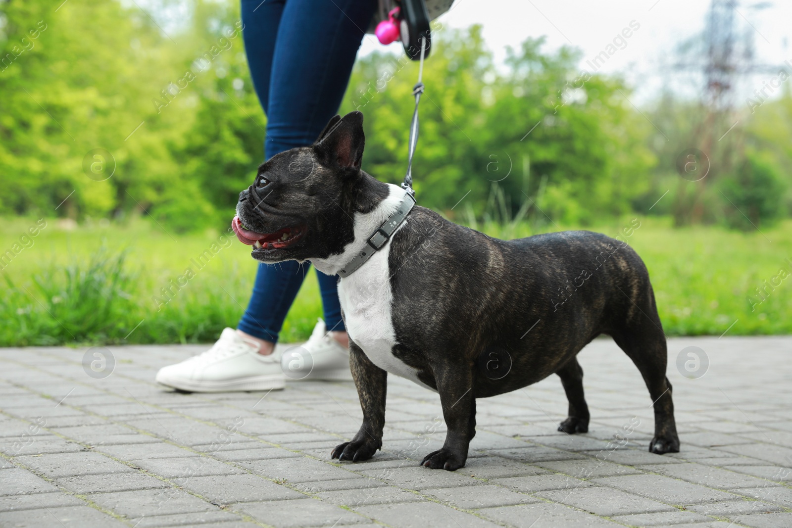 Photo of Woman walking with cute French Bulldog outdoors, closeup