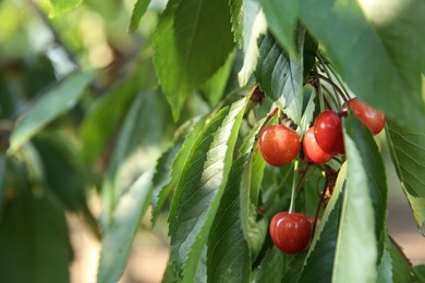 Photo of Cherry tree with green leaves and unripe berries growing outdoors