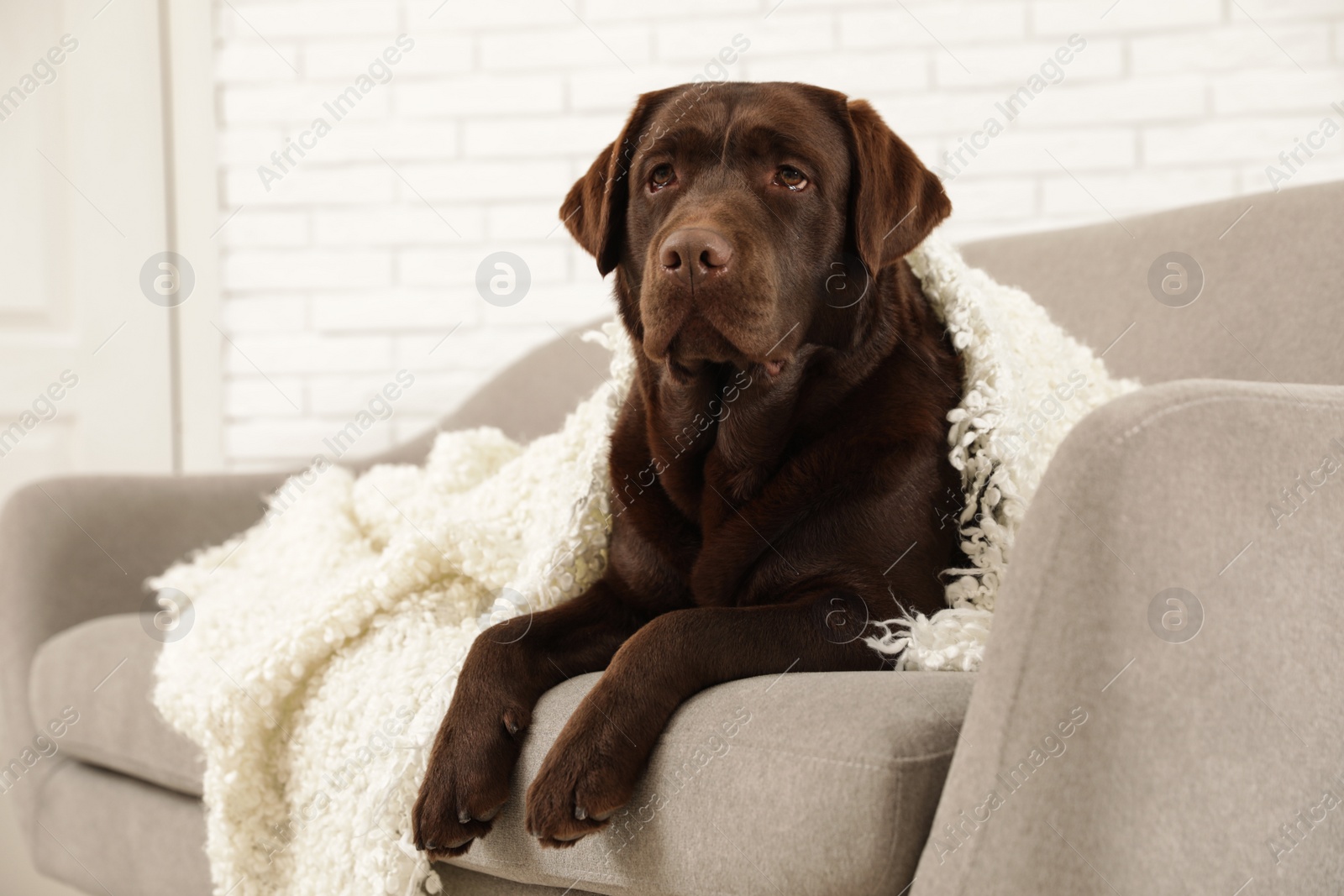 Photo of Chocolate labrador retriever covered with plaid on cozy sofa indoors