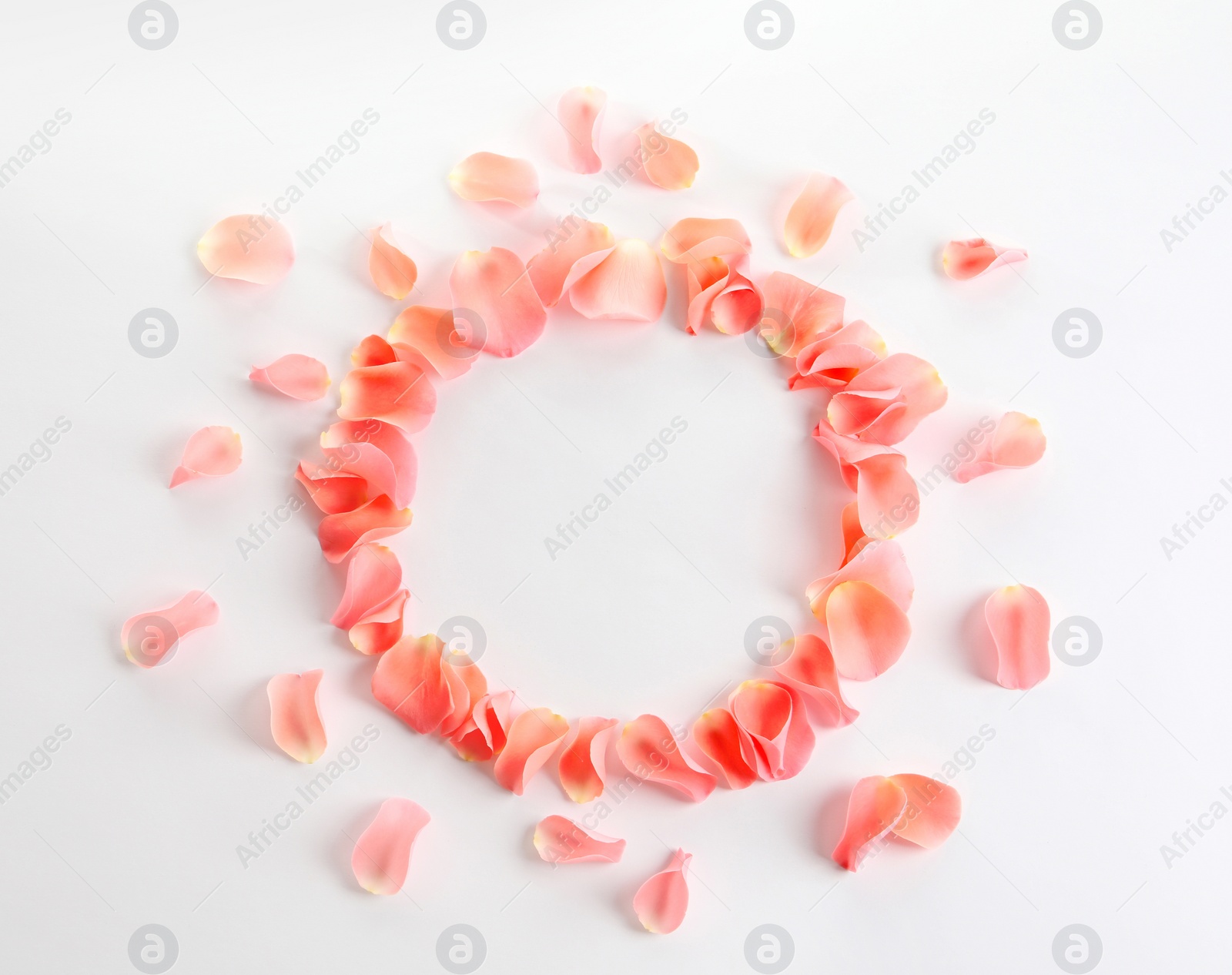 Photo of Frame made of fresh rose petals on white background