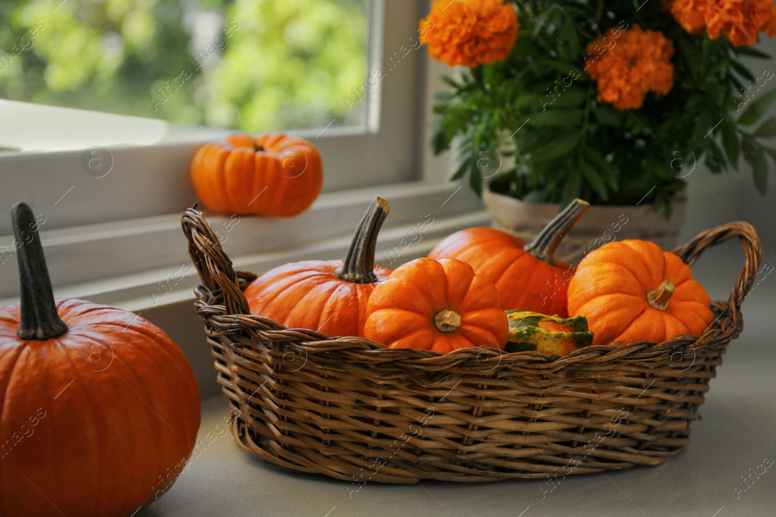 Photo of Many whole ripe pumpkins and potted flowers on windowsill indoors
